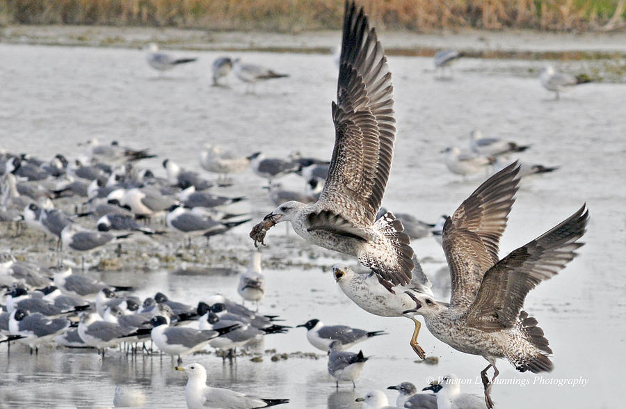 Birds Of Cutler Bay Wetlands 12 Photograph by Winston D Munnings