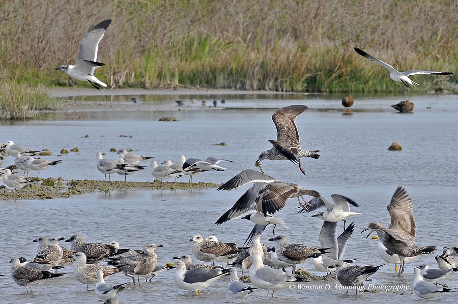 Birds Of Cutler Bay Wetlands 14 Photograph by Winston D Munnings