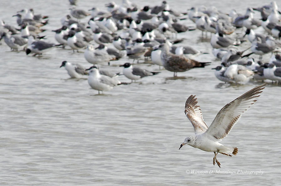 Birds Of Cutler Bay Wetlands 15 Photograph by Winston D Munnings