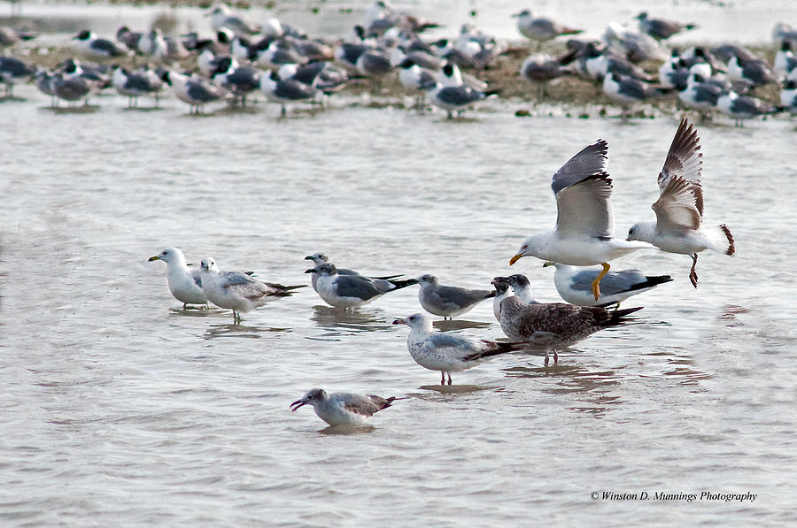 Birds Of Cutler Bay Wetlands 16 Photograph by Winston D Munnings