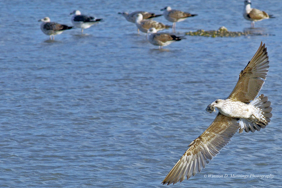 Birds Of Cutler Bay Wetlands 19 Photograph by Winston D Munnings