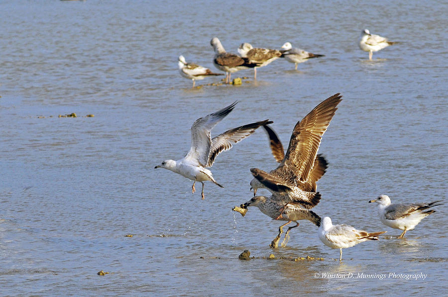 Birds Of Cutler Bay Wetlands 21 Photograph by Winston D Munnings