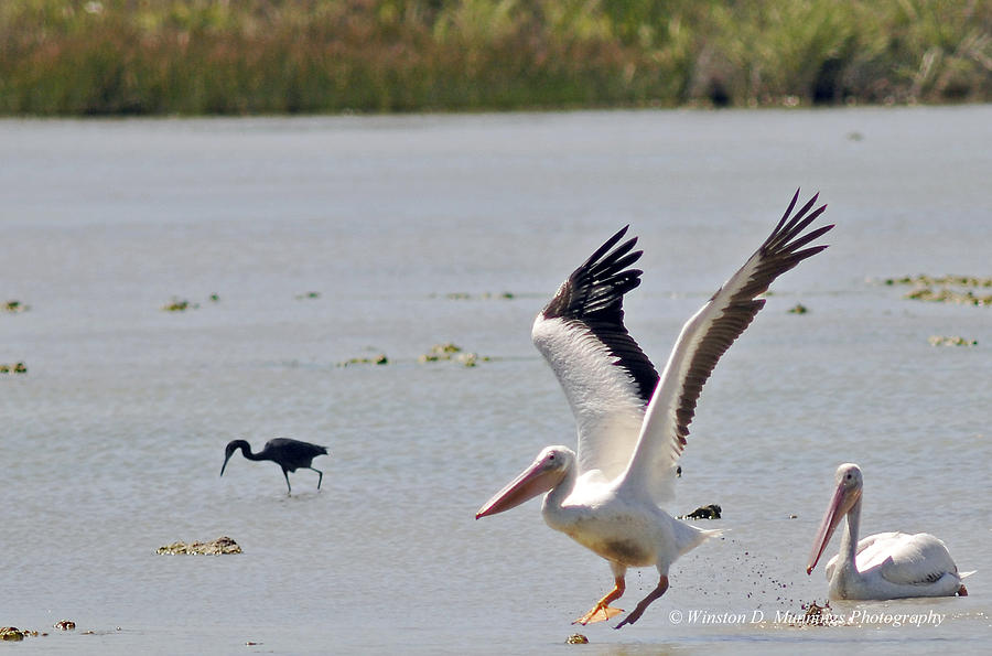 Birds Of Cutler Bay Wetlands 22 Photograph by Winston D Munnings