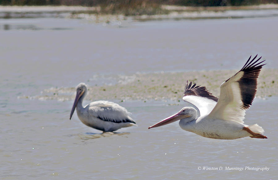 Birds Of Cutler Bay Wetlands 24 Photograph by Winston D Munnings