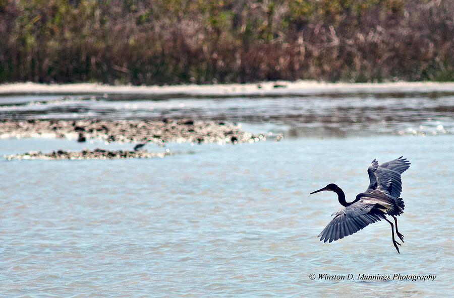 Birds Of Cutler Bay Wetlands 26 Photograph by Winston D Munnings