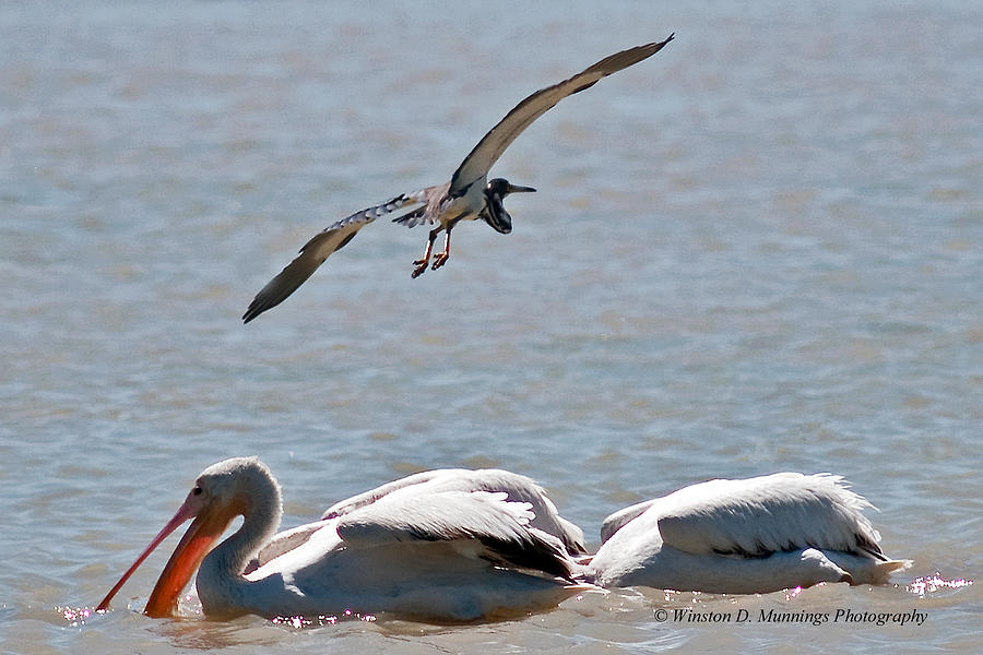 Birds Of Cutler Bay Wetlands 27 Photograph by Winston D Munnings