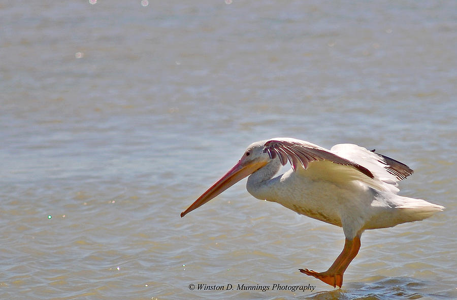 Birds Of Cutler Bay Wetlands 28 Photograph by Winston D Munnings