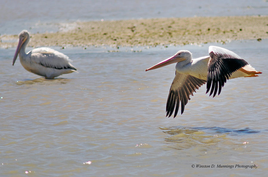 Birds Of Cutler Bay Wetlands 29 Photograph by Winston D Munnings