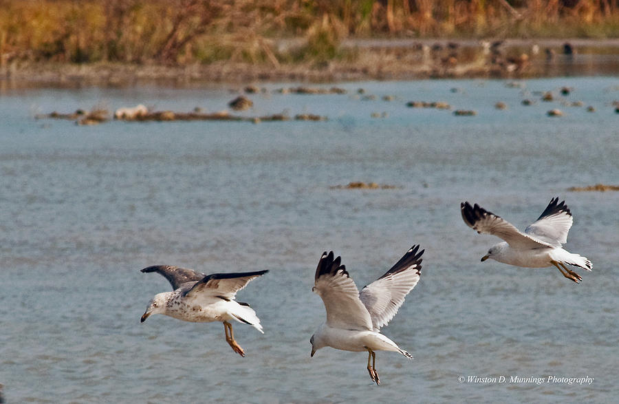 Birds Of Cutler Bay Wetlands 3 Photograph by Winston D Munnings