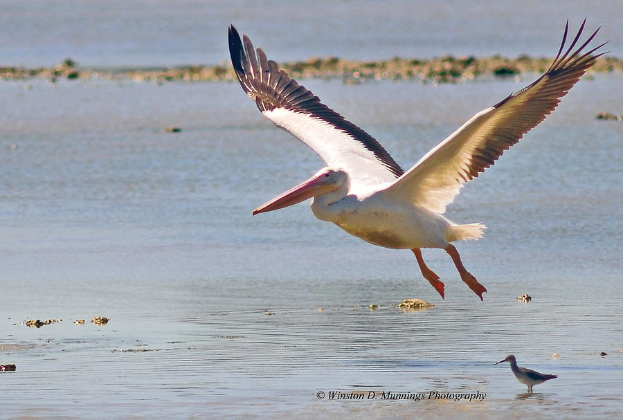 Birds Of Cutler Bay Wetlands 30 Photograph by Winston D Munnings
