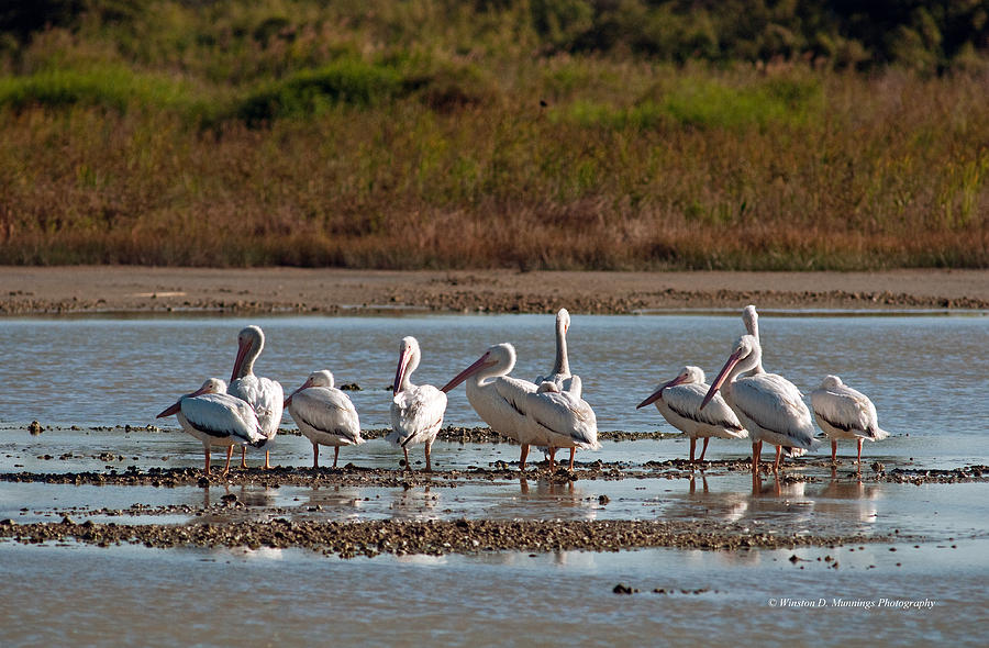 Birds Of Cutler Bay Wetlands 33 Photograph by Winston D Munnings