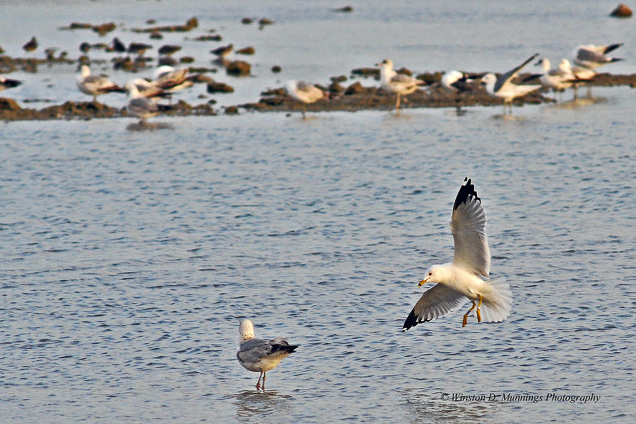 Birds Of Cutler Bay Wetlands 39 Photograph by Winston D Munnings