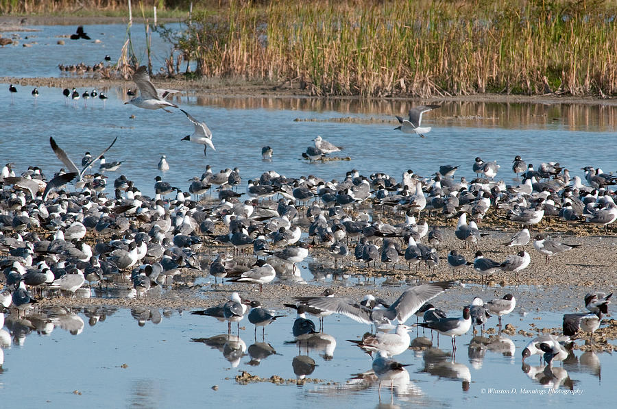Birds Of Cutler Bay Wetlands 41 Photograph by Winston D Munnings