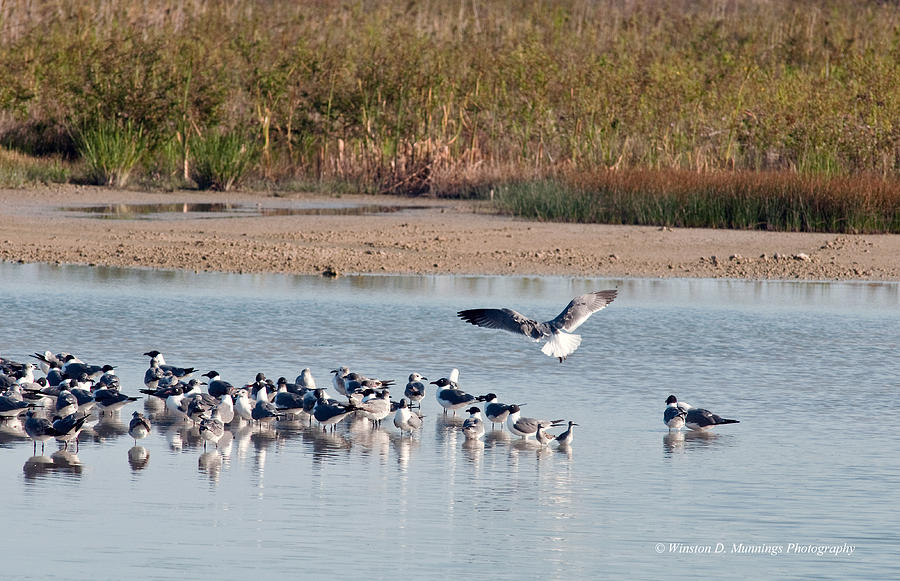 Birds Of Cutler Bay Wetlands 42 Photograph by Winston D Munnings