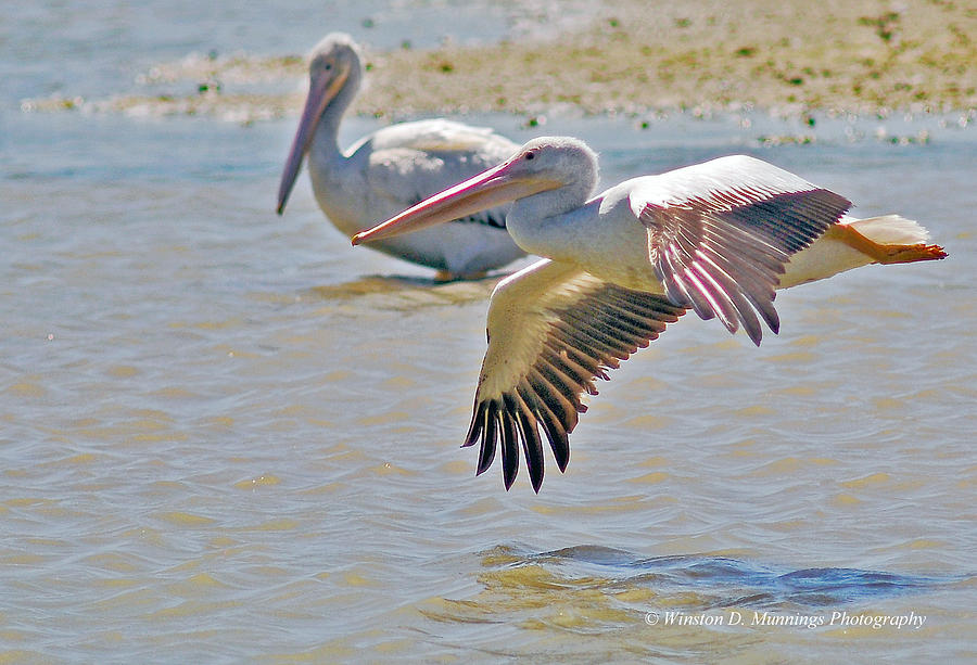 Birds Of Cutler Bay Wetlands 44 Photograph by Winston D Munnings