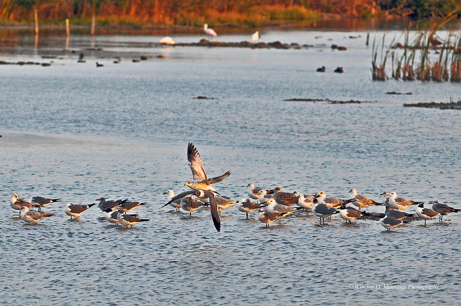Birds Of Cutler Bay Wetlands 45 Photograph by Winston D Munnings