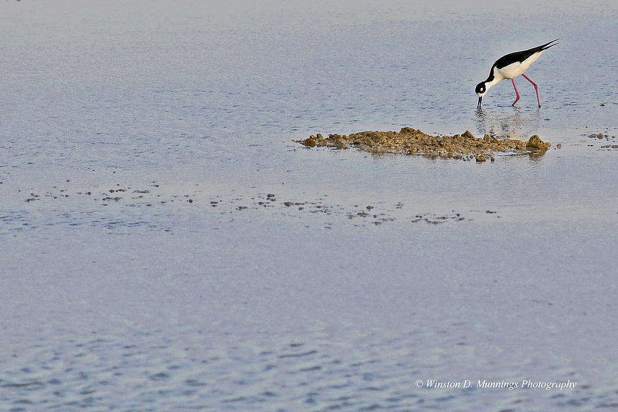 Birds Of Cutler Bay Wetlands 46 Photograph by Winston D Munnings