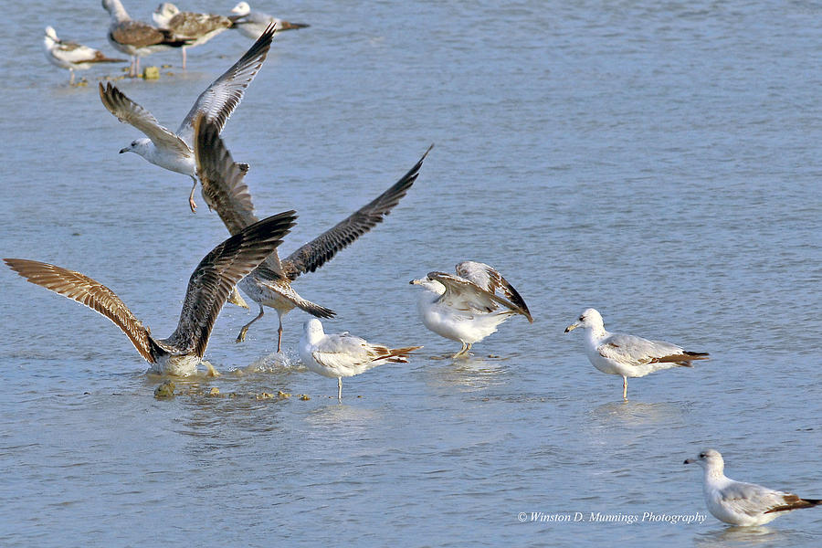 Birds Of Cutler Bay Wetlands 5 Photograph by Winston D Munnings