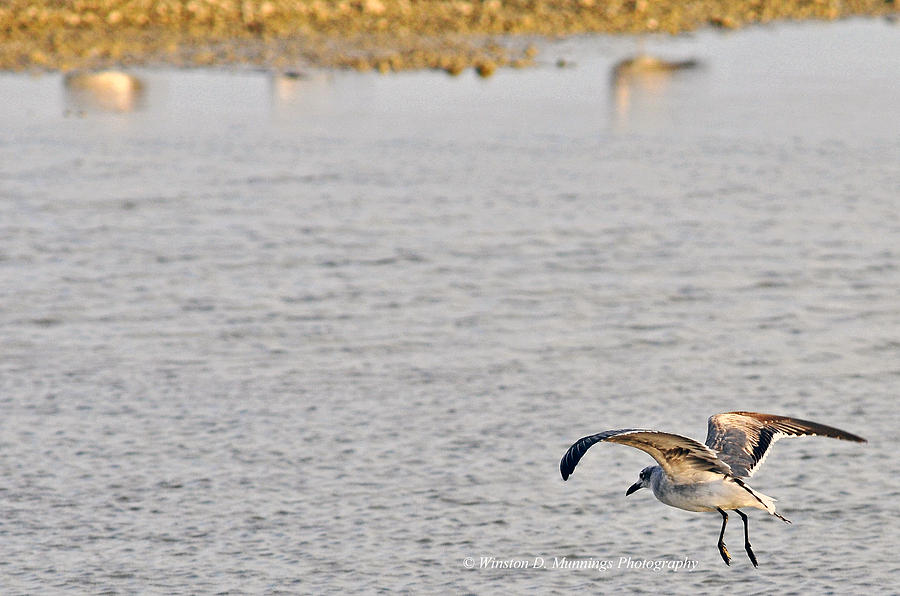 Birds Of Cutler Bay Wetlands 50 Photograph by Winston D Munnings