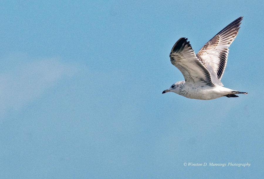 Birds Of Cutler Bay Wetlands 6 Photograph by Winston D Munnings