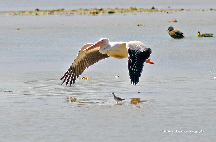 Birds Of Cutler Bay Wetlands 8 Photograph by Winston D Munnings