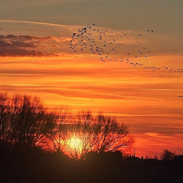 Bird Photograph - Birds of Dawn by Phil Tomlinson