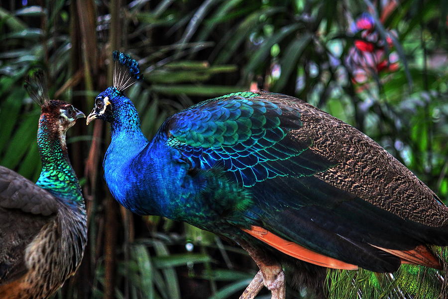 Birds Of Love - Indian Blue Peafowl Photograph By Ganesh Krishnan ...