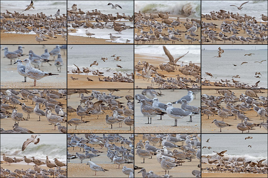 Seagull Photograph - Birds of Many Feathers by Betsy Knapp