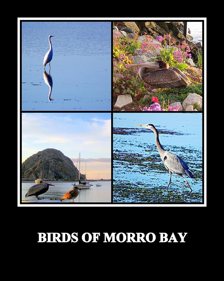 Birds of Morro Bay Photograph by AJ  Schibig
