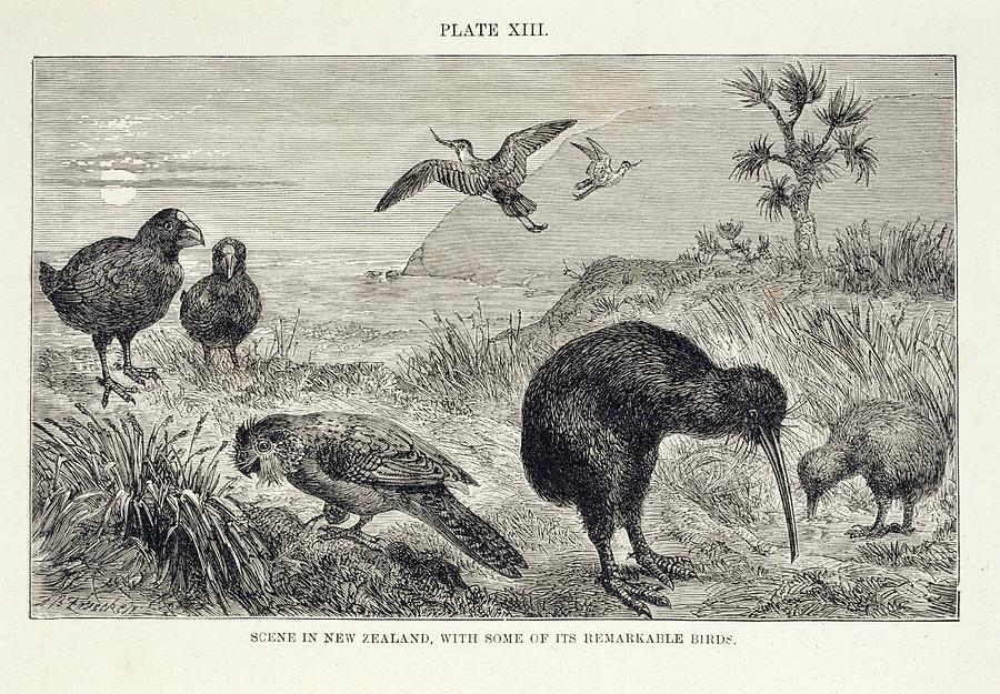 Birds Of New Zealand Photograph By Natural History Museum, London ...