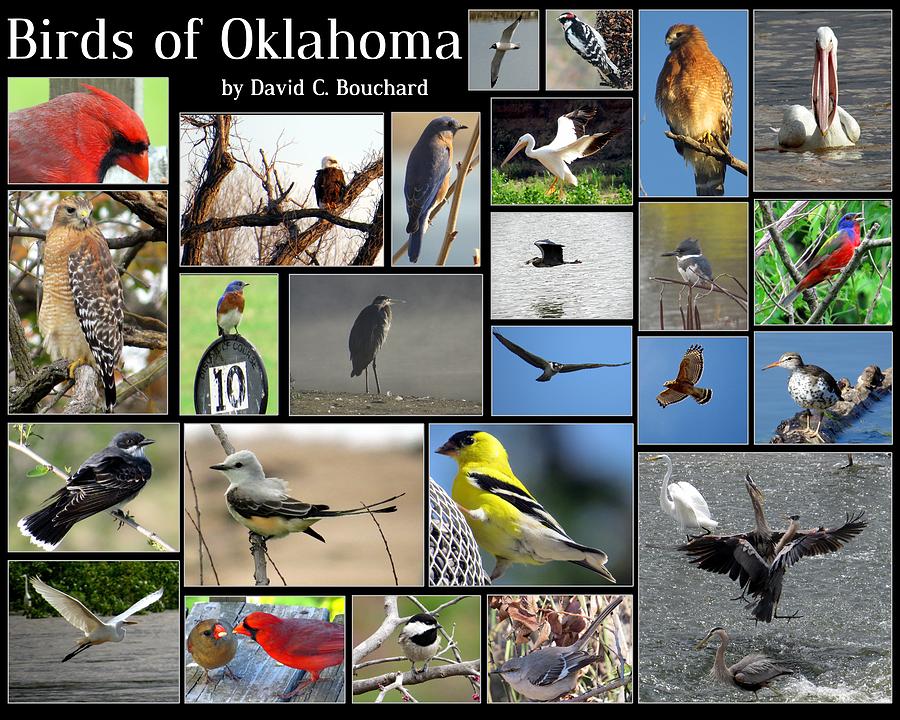 Birds of Oklahoma Photograph by David Bouchard - Pixels