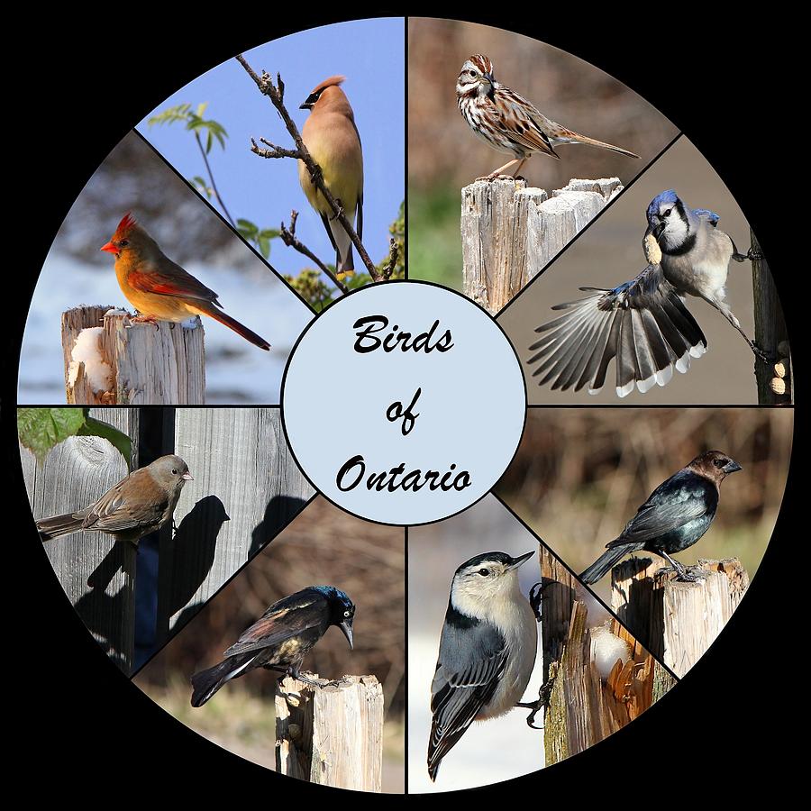 Birds of Ontario Photograph by Davandra Cribbie