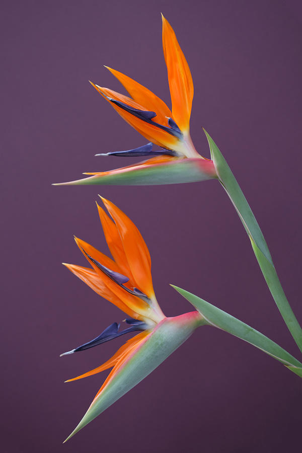 Birds of Paradise Photograph by Brianhaslam