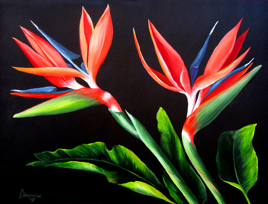 Flower Painting - Birds of Paradise by Dominica Alcantara