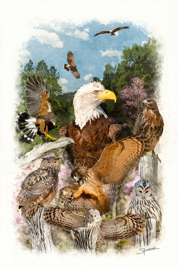 Birds of Prey by Alan Sherlock Birds of Prey by Alan Sherlock