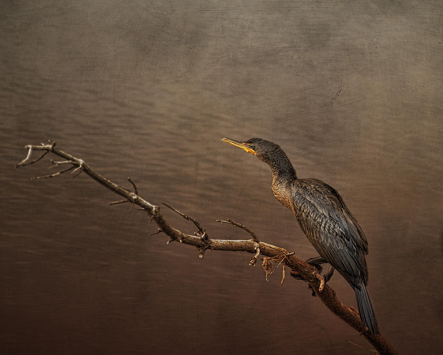 Birds of Seney Photograph by Evie Carrier