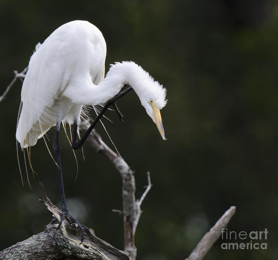 Birds Of The Lowcountry Photograph