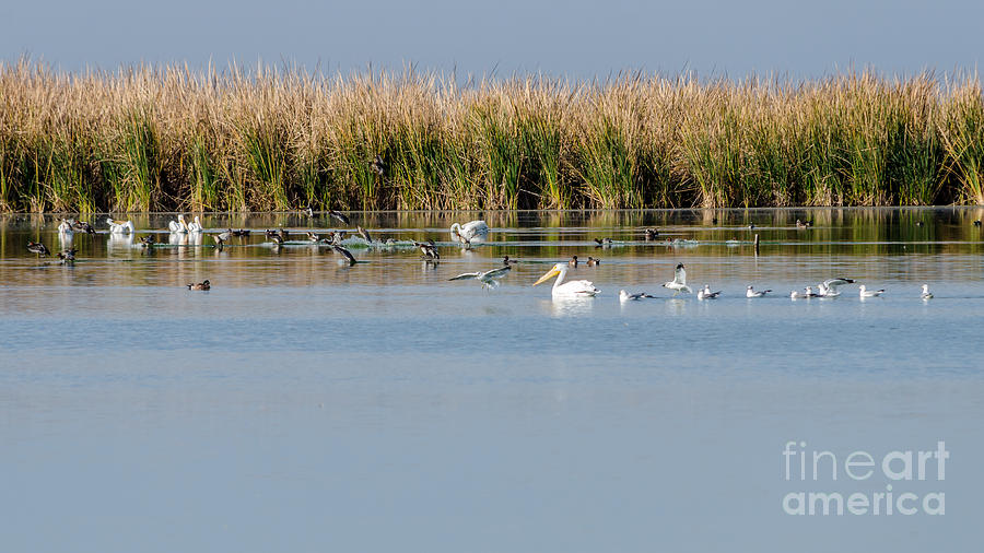 Birds Enjoying the Freshwater Marsh Photograph by Debra Martz