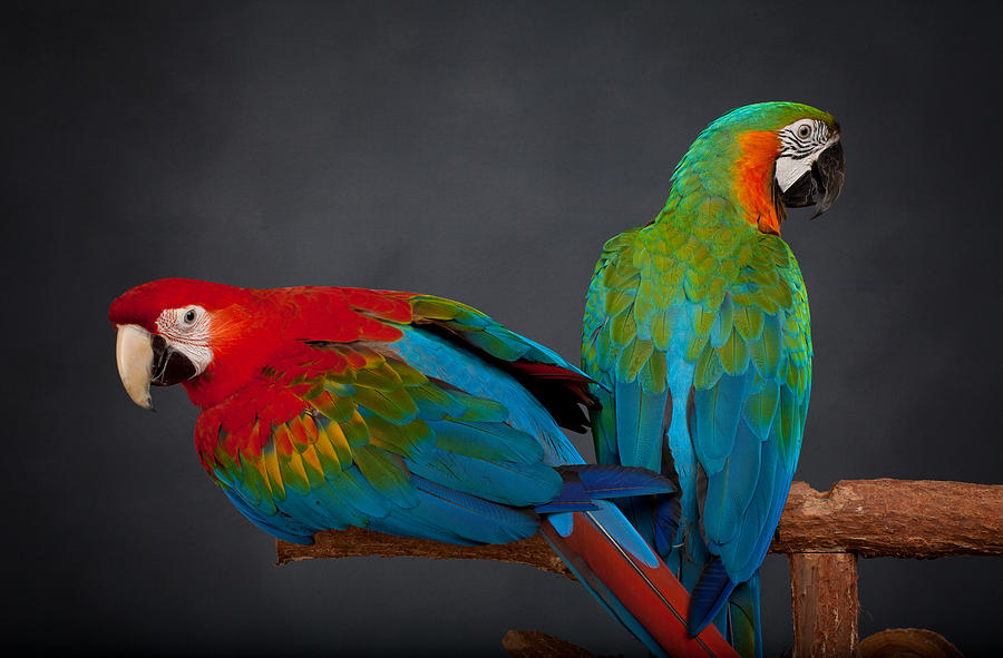 Birds of the same feather... Photograph by Don West | Fine Art America