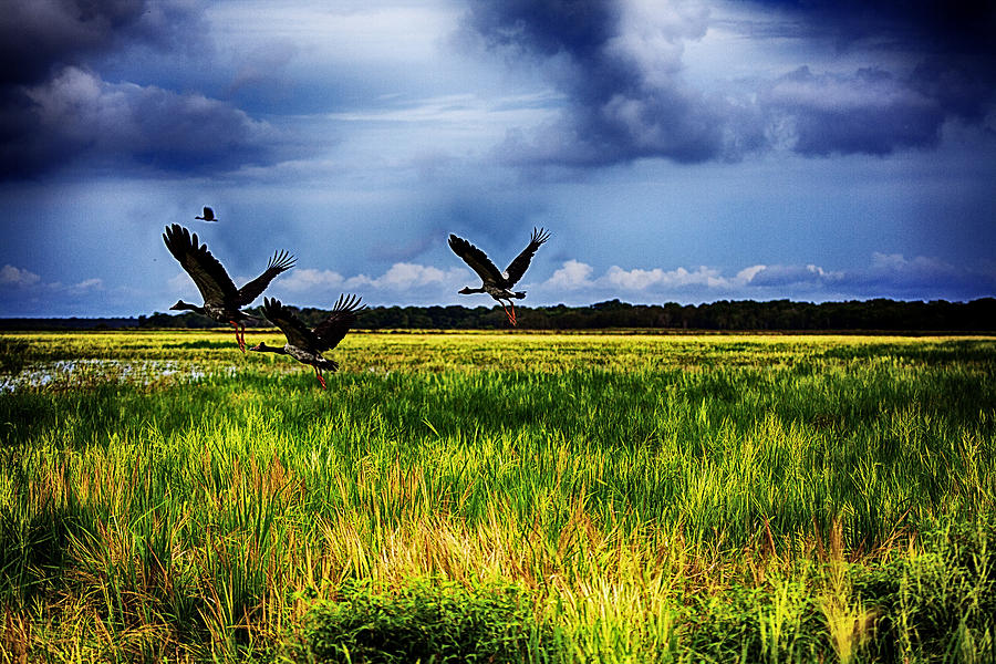Birds of the Wetlands V13 Photograph by Douglas Barnard