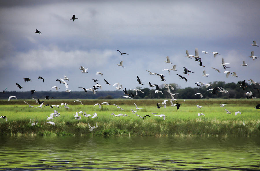 Birds of the Wetlands V3 Photograph by Douglas Barnard