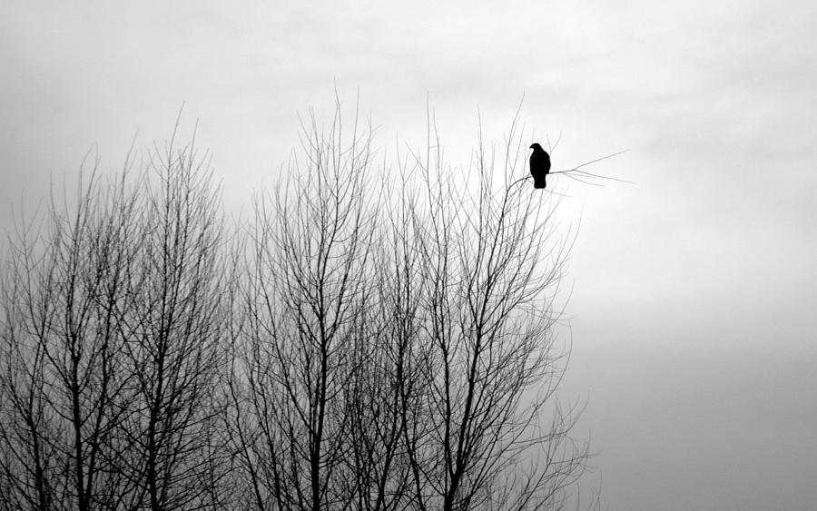 Birds of Winter I Photograph by AJ  Schibig