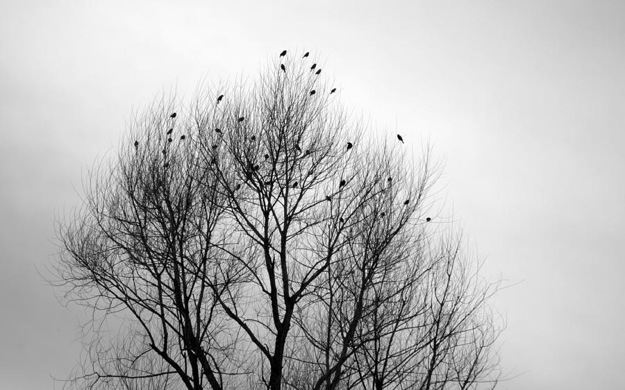 Birds of Winter II Photograph by AJ  Schibig