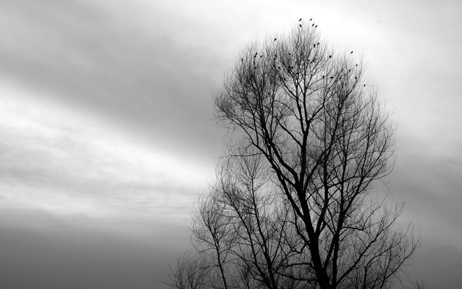 Birds of Winter II #1 Photograph by AJ  Schibig