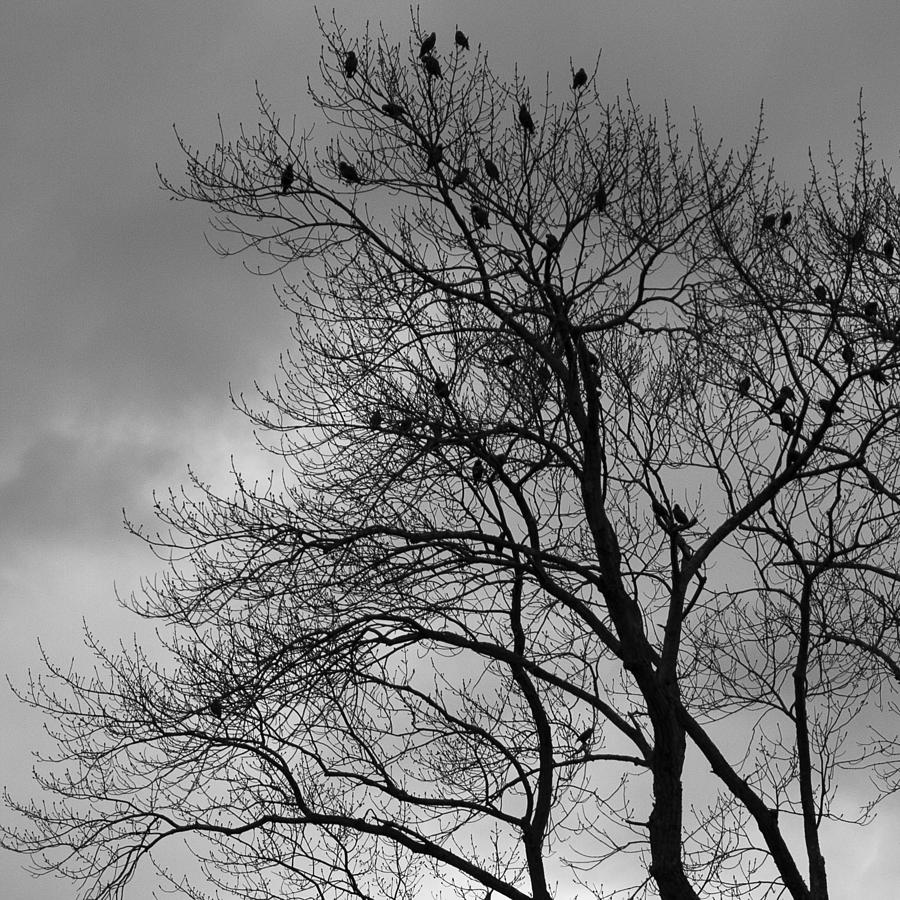 Bird Photograph - A Grey Day by George Pennington