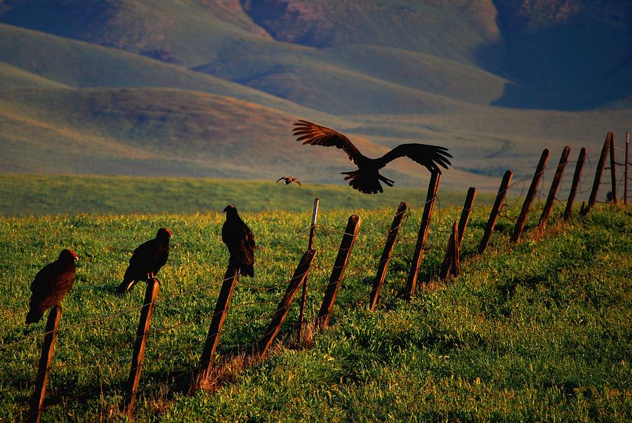Bird Photograph - Birds on a Fence by Matt Quest