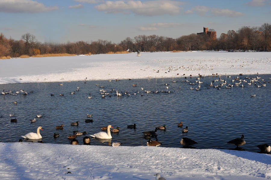 Birds on a frozen lake Photograph by Diane Lent