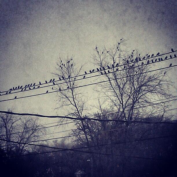 Bird Photograph - Birds On A Line by Rebecca Kowalczik