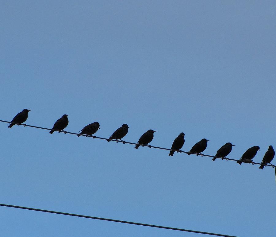 Birds on a Wire Photograph by Beth Vincent