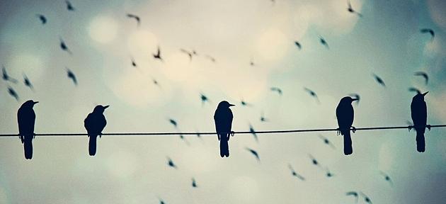Bird Photograph - Birds on a Wire by Danielle DeSalvo
